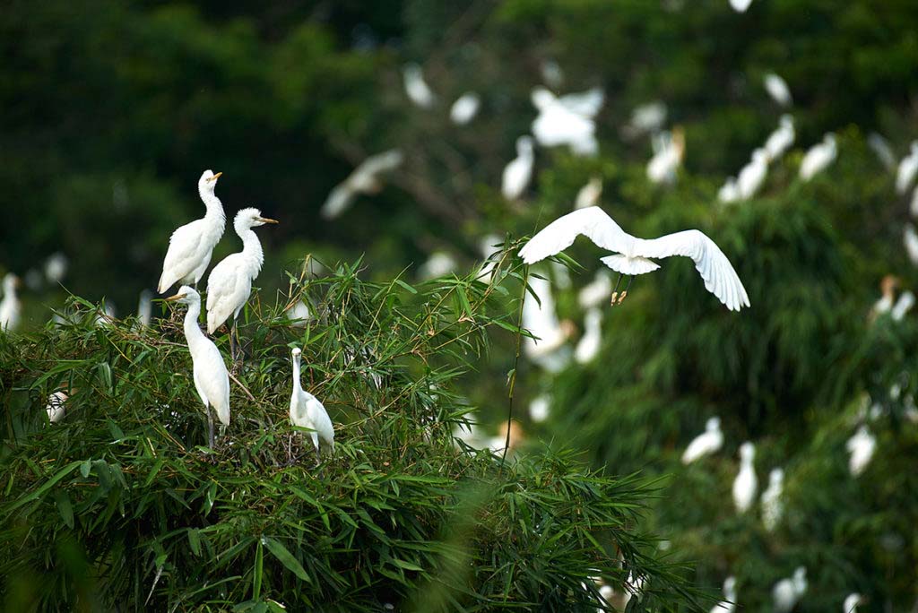 Bang Lang Stork Sanctuary in mekong delta vietnam